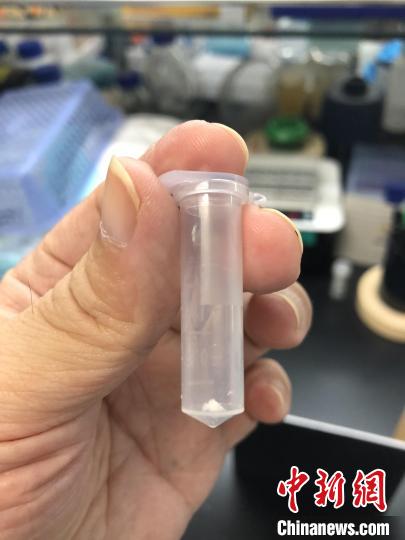 中科院天津工业生物技术研究所科研人员在实验室展示人工合成淀粉样品。　中科院科技摄影联盟 供图
